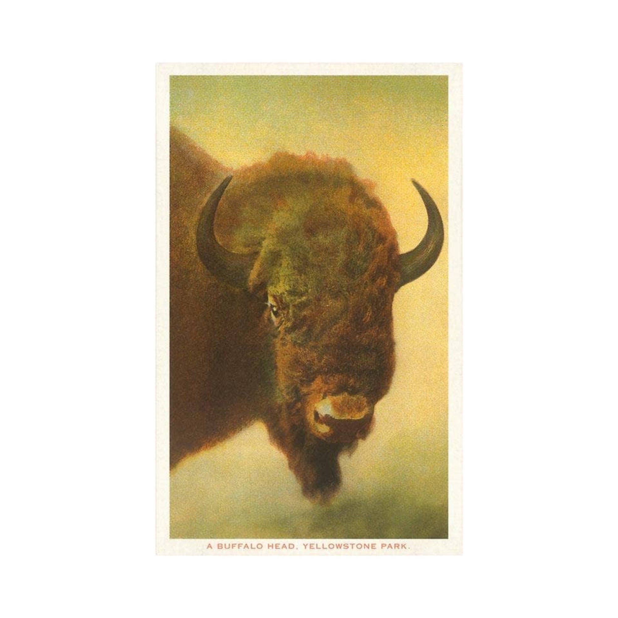 Bison Head - Yellowstone Park Postcard