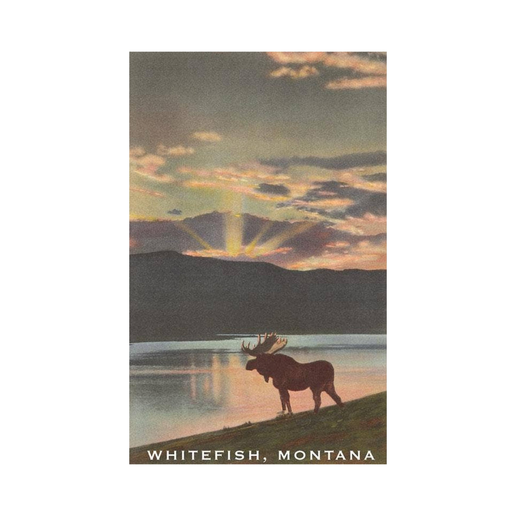 Moose by Whitefish Lake - Montana Postcard