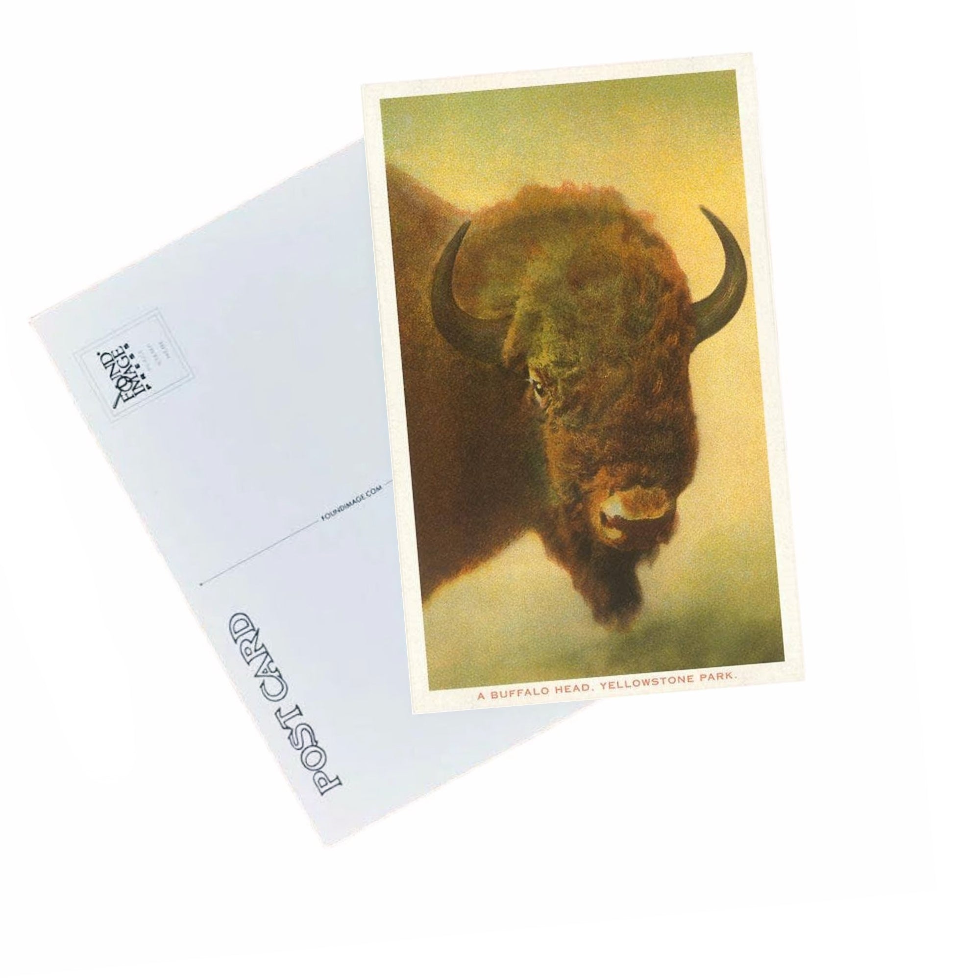 Bison Head - Yellowstone Park Postcard