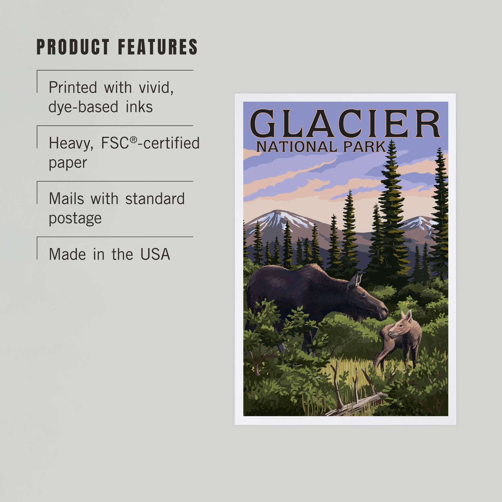 Montana Moose - Glacier Park Postcard