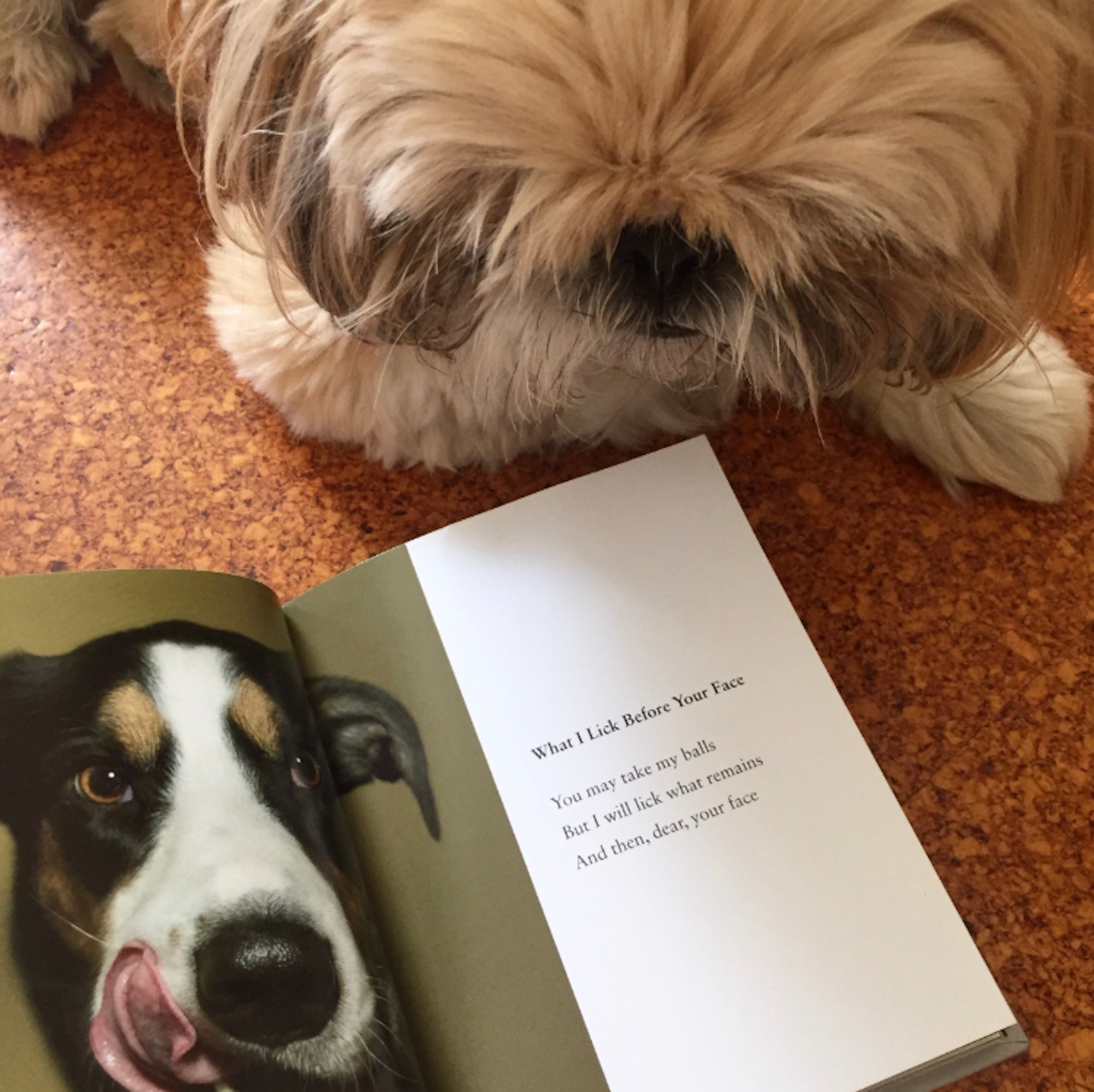 What I Lick - Hardcover Poem Book By Dogs