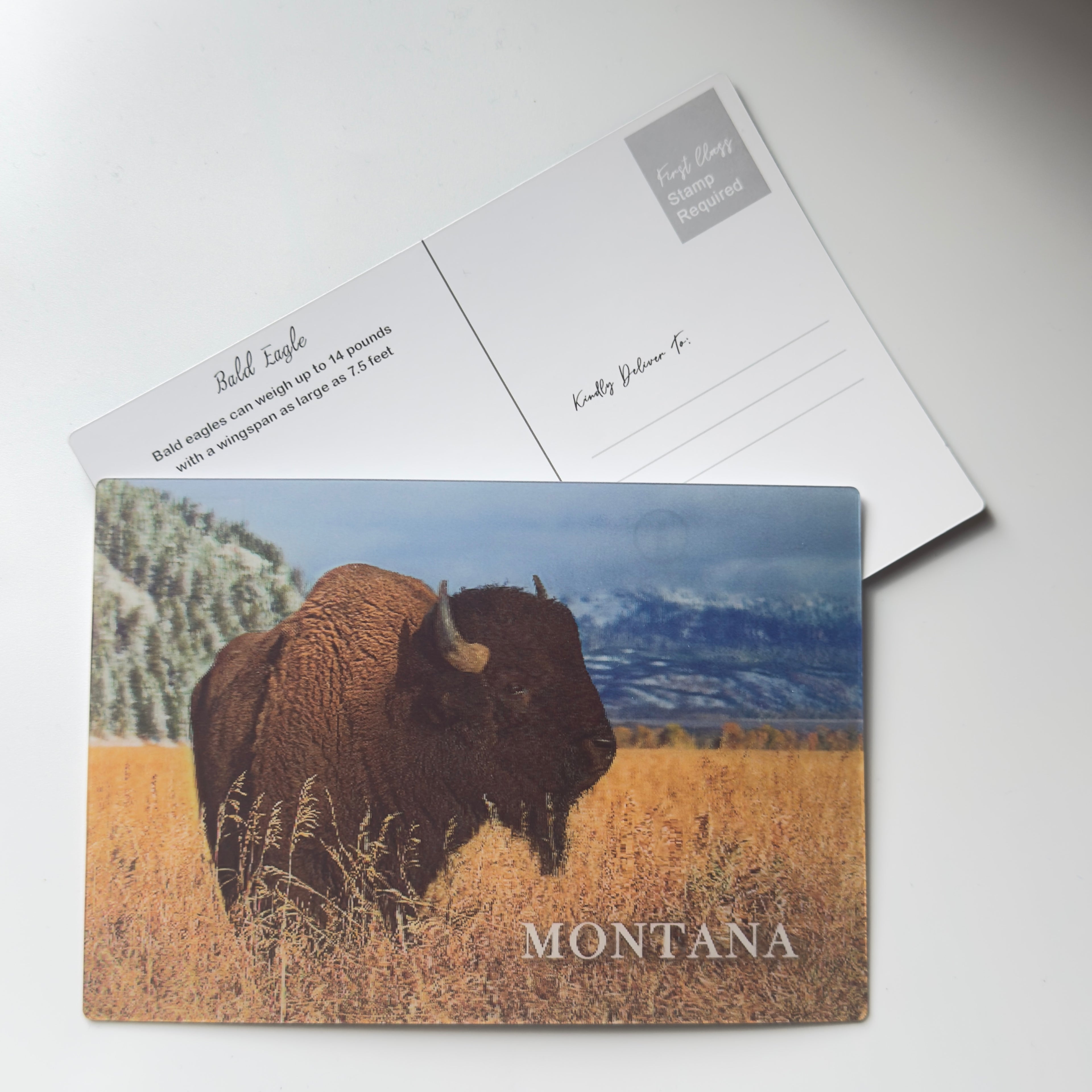 Montana Buffalo Bison - 3D Postcard