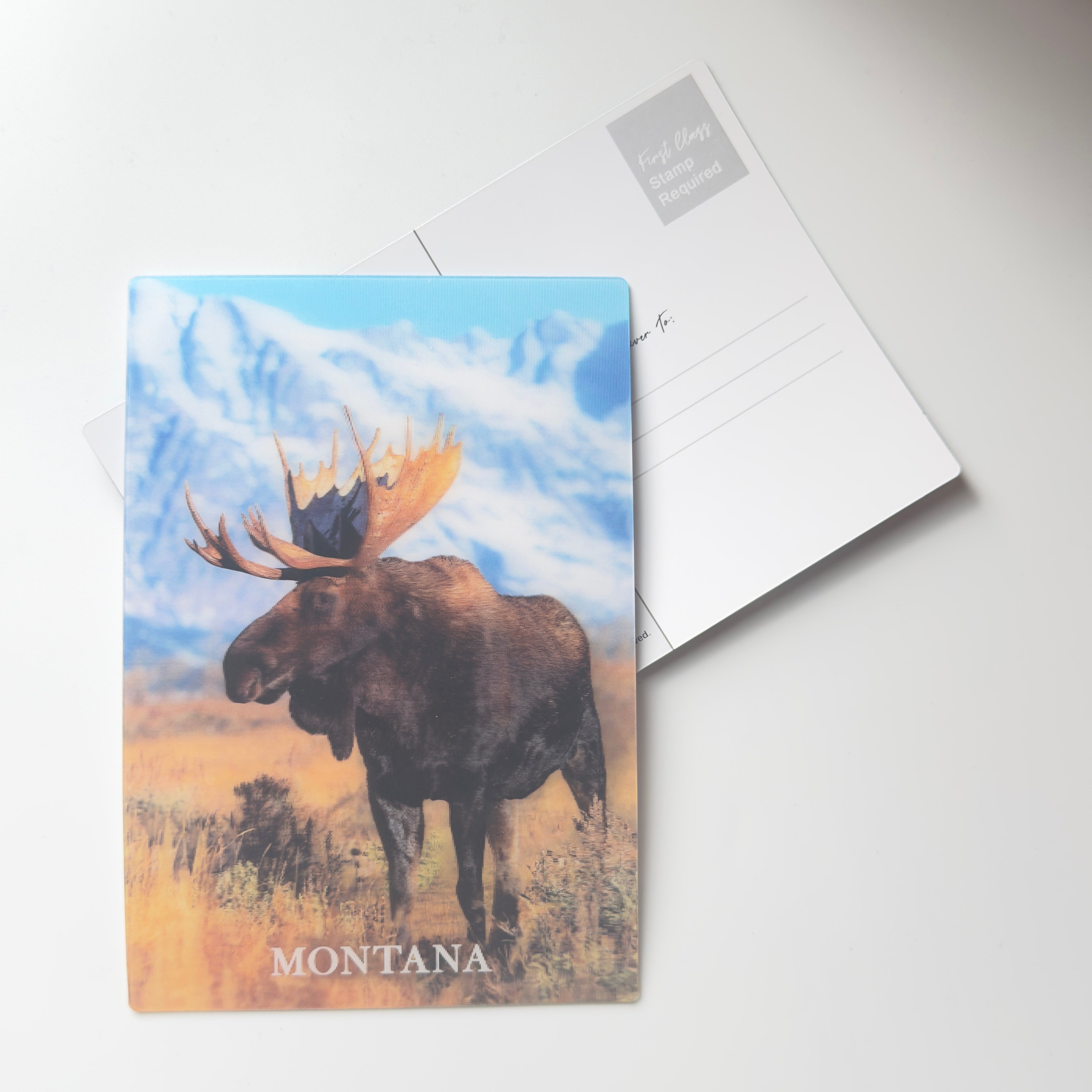 Bull Moose - 3D Montana Postcard