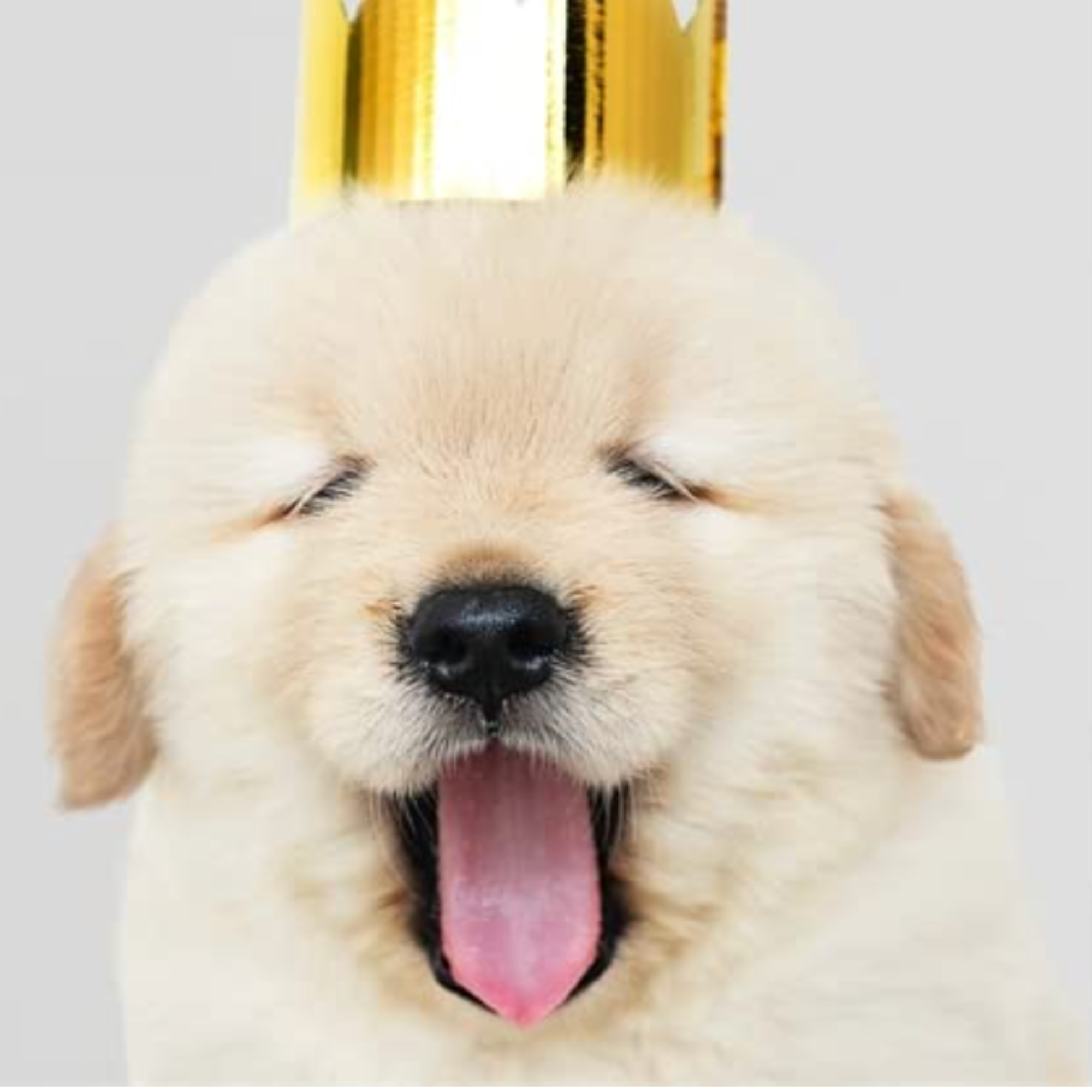 Literally Just Animals - Cute Photo Book