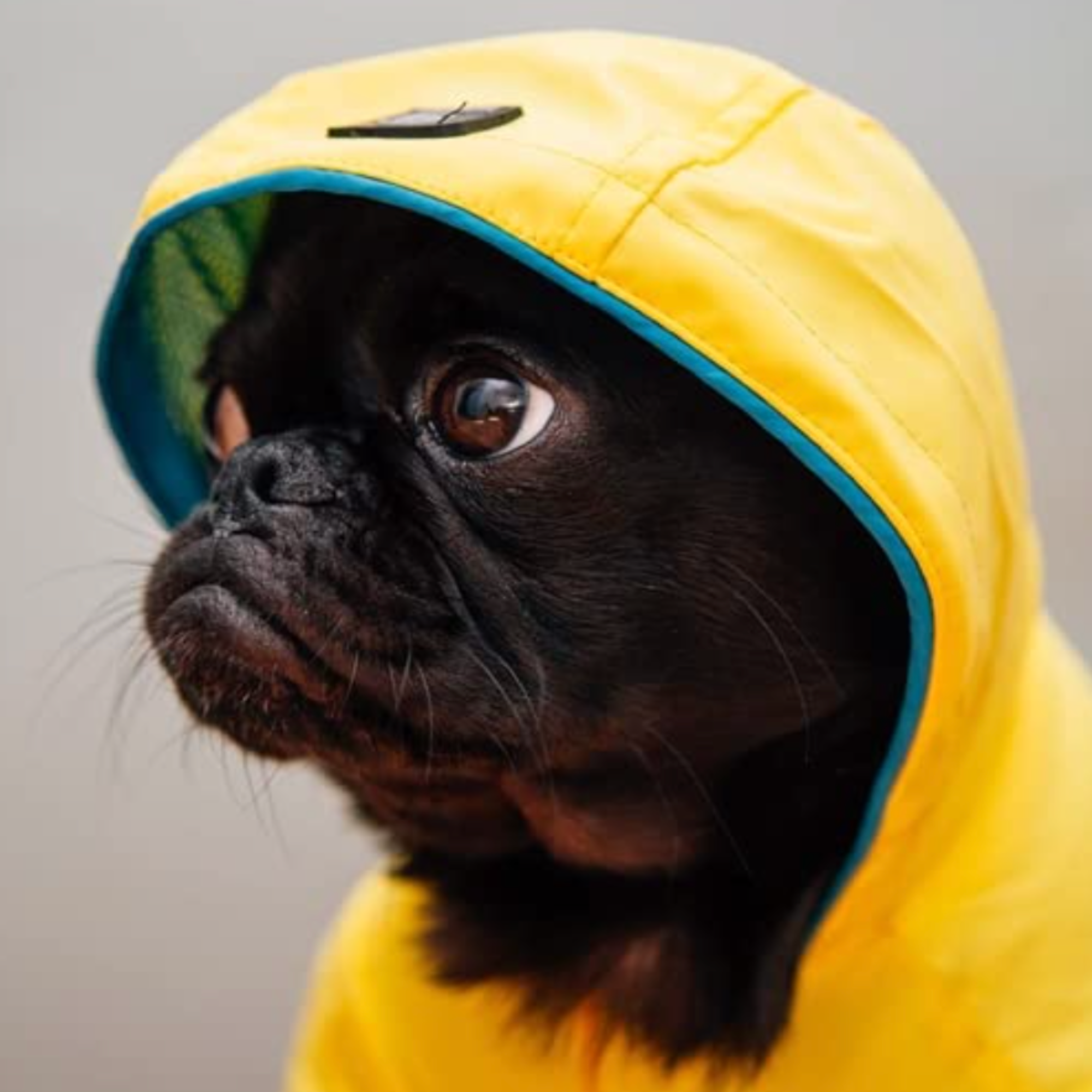 Literally Just Animals - Cute Photo Book
