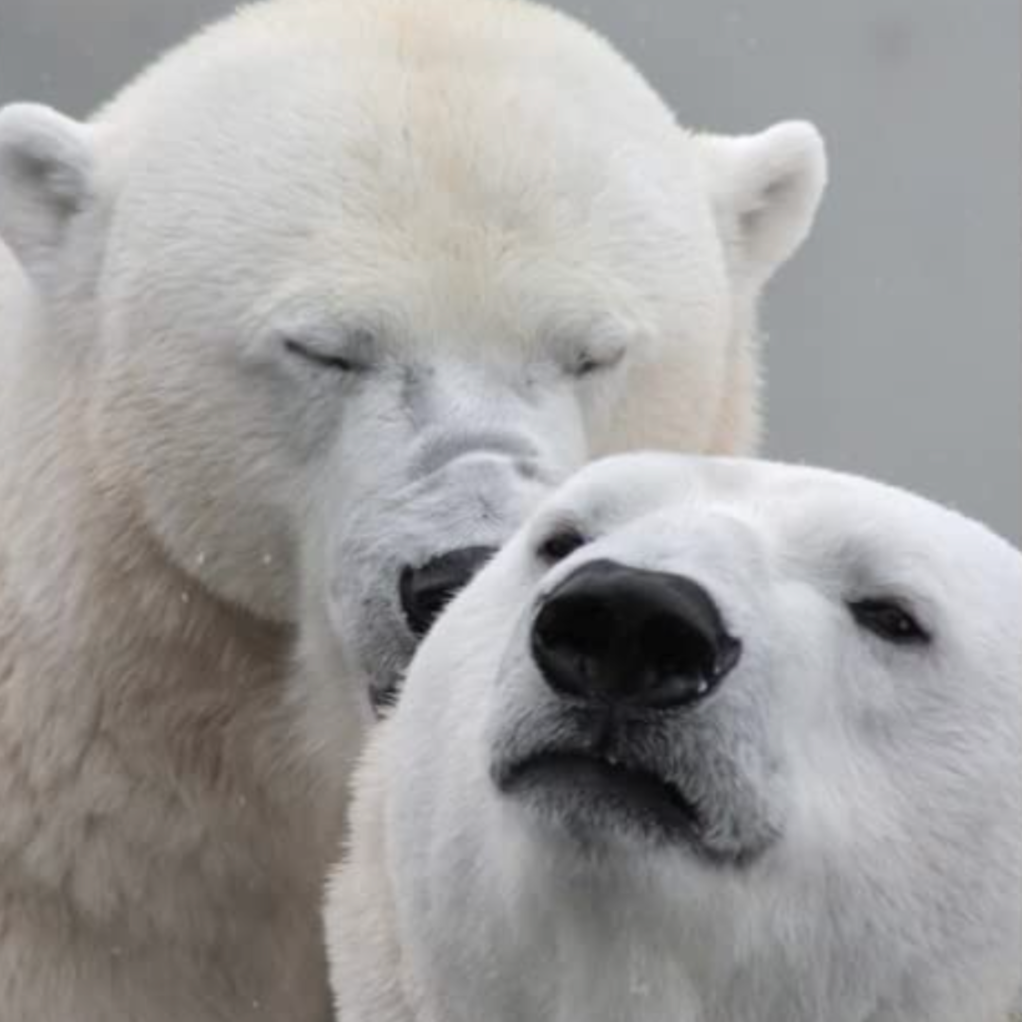 Literally Just Animals - Cute Photo Book