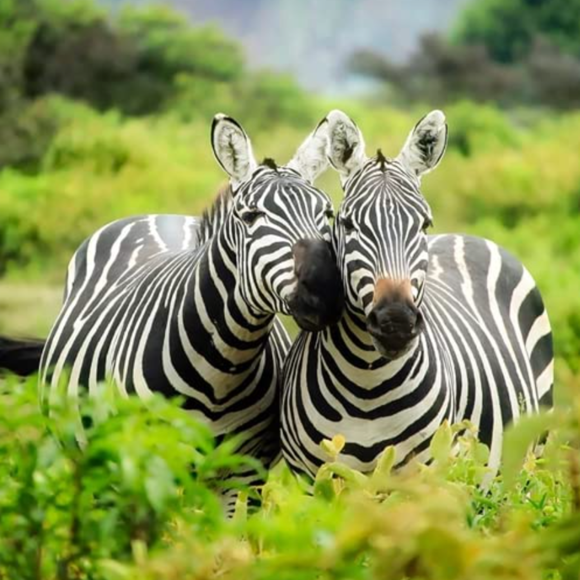 Literally Just Animals - Cute Photo Book