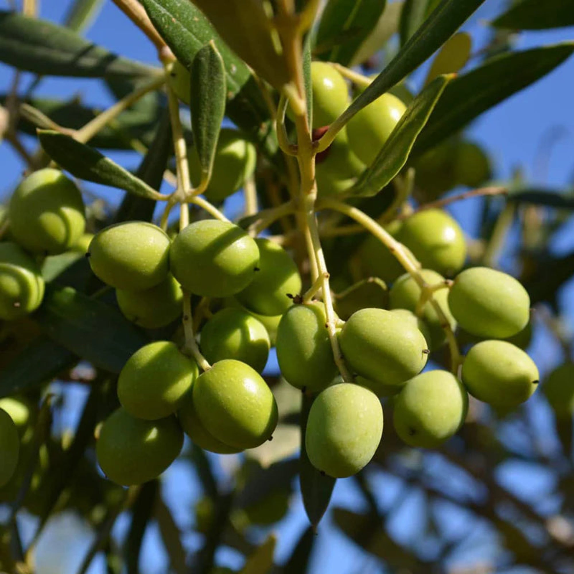 Green olives on a branch with leaves against a blue sky