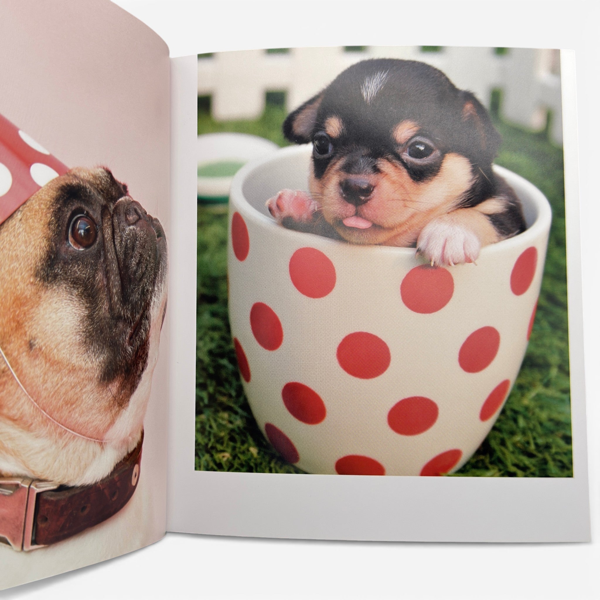 Animals That Make You Smile - Book