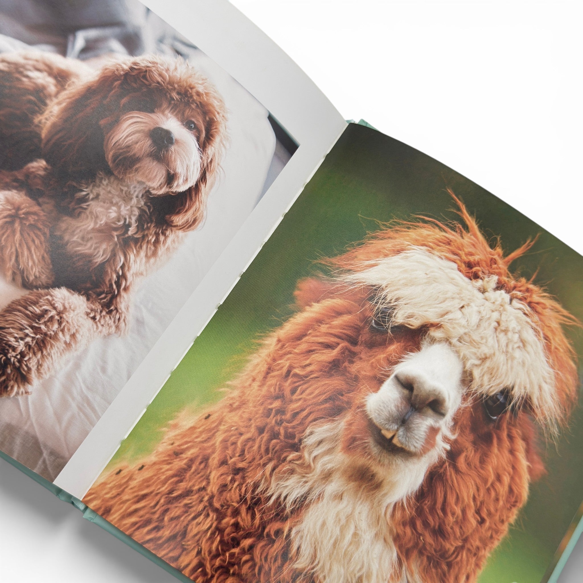 Animals That Make You Smile - Book