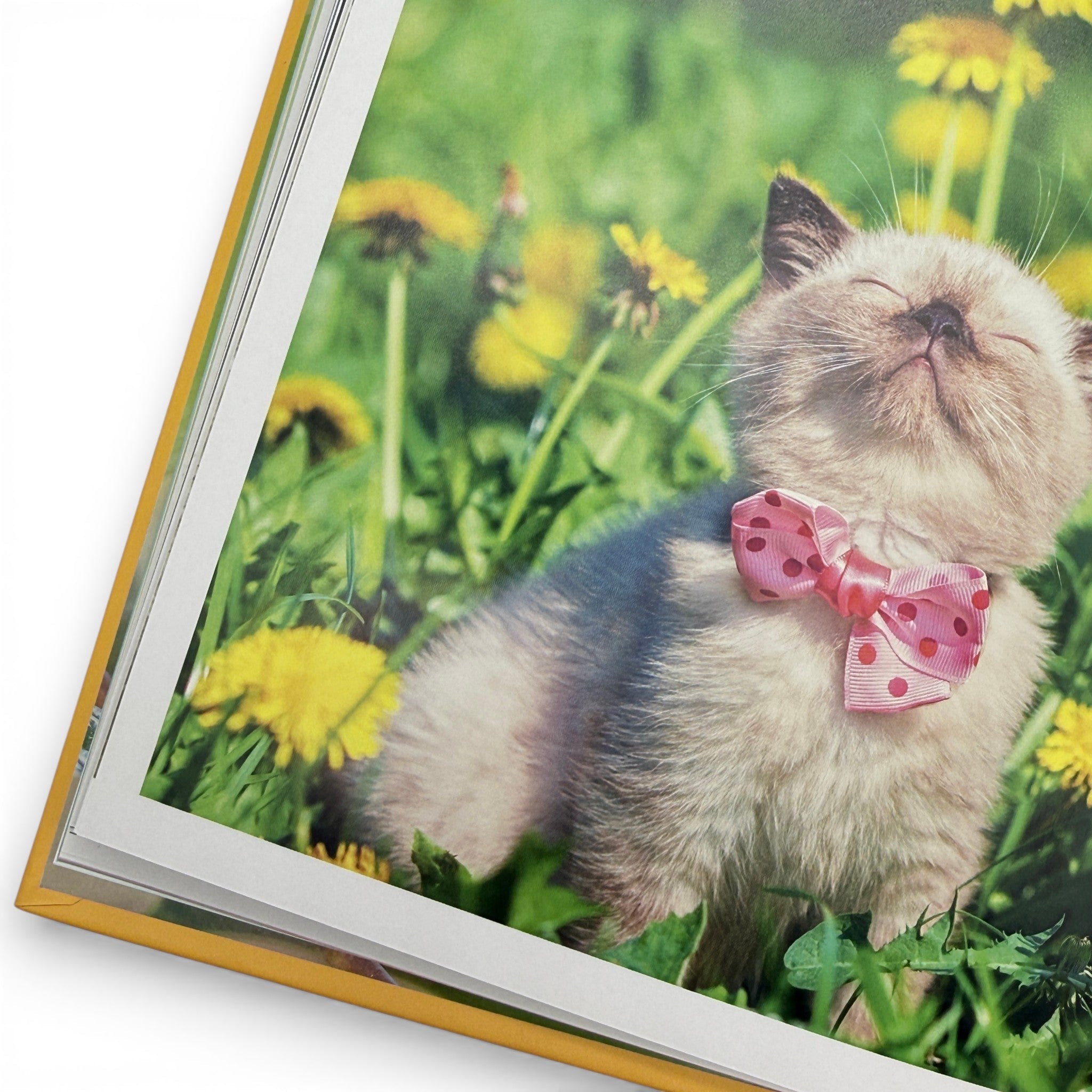 Animals That Make You Smile - Book
