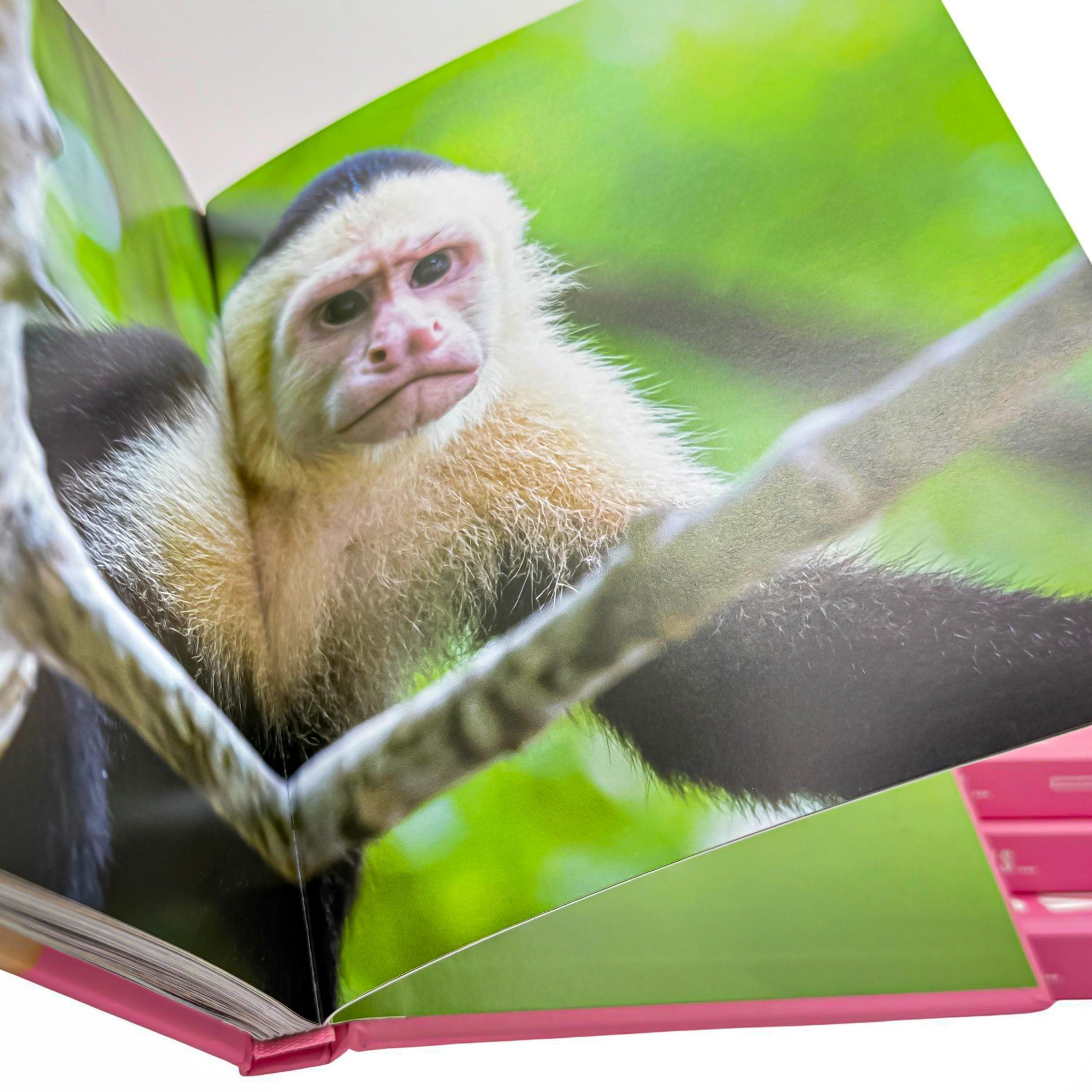 Animals Judging You - Book