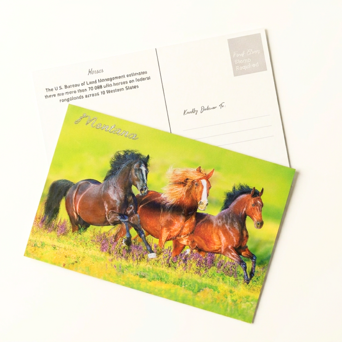 Wild Horses - 3D Montana Postcard