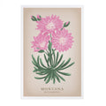 Bitteroot Flower - Montana Postcard