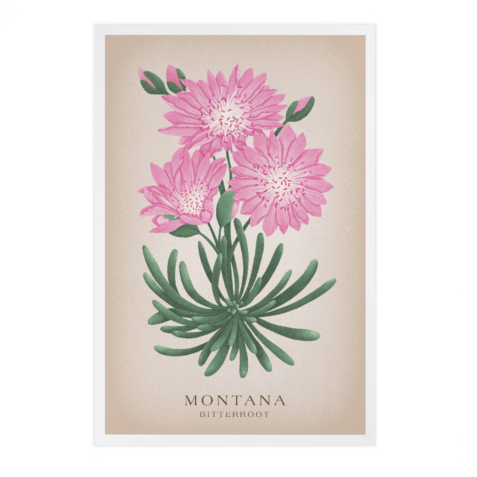 Bitteroot Flower - Montana Postcard