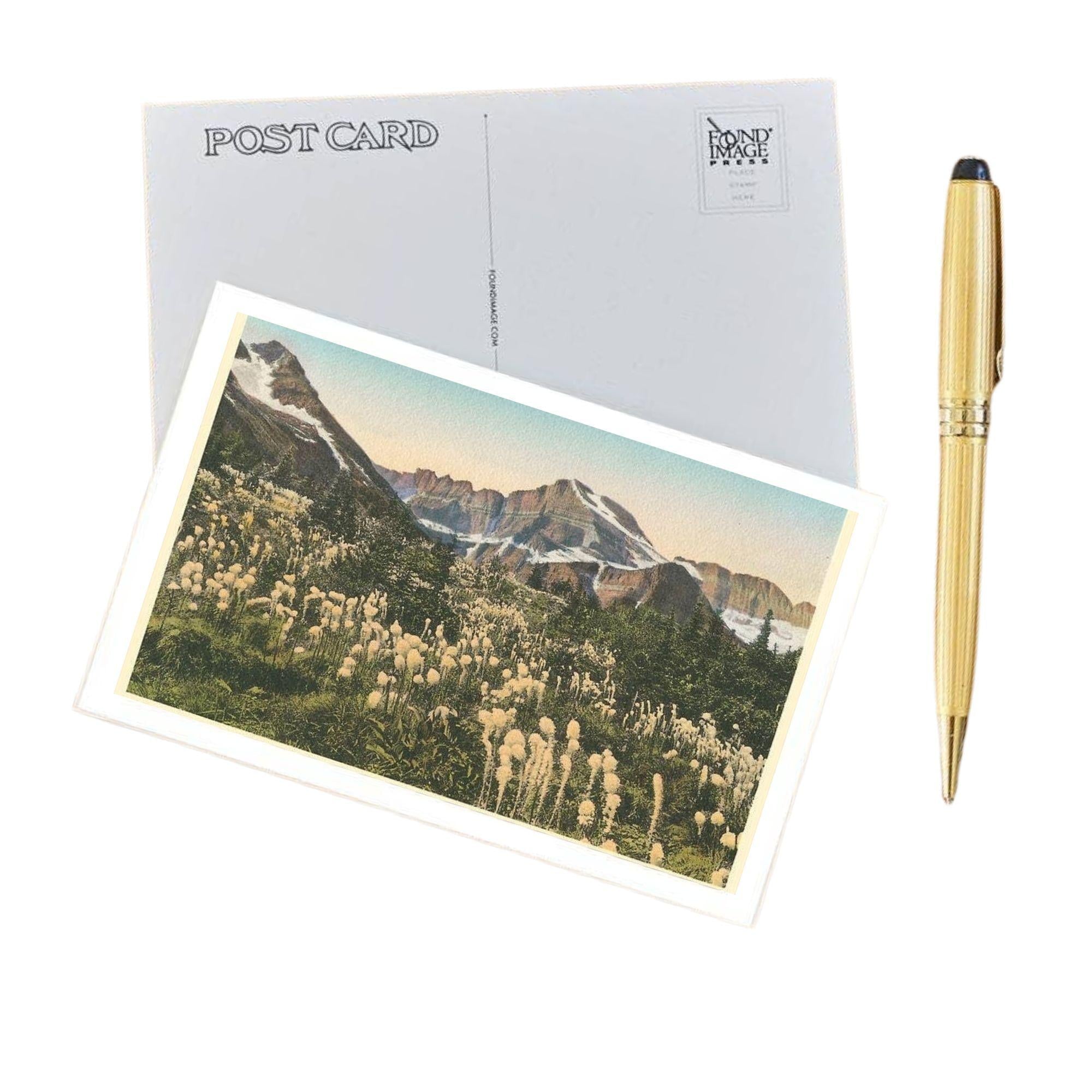 Bear Grass - Glacier Park Postcard Postcard Found Image Press