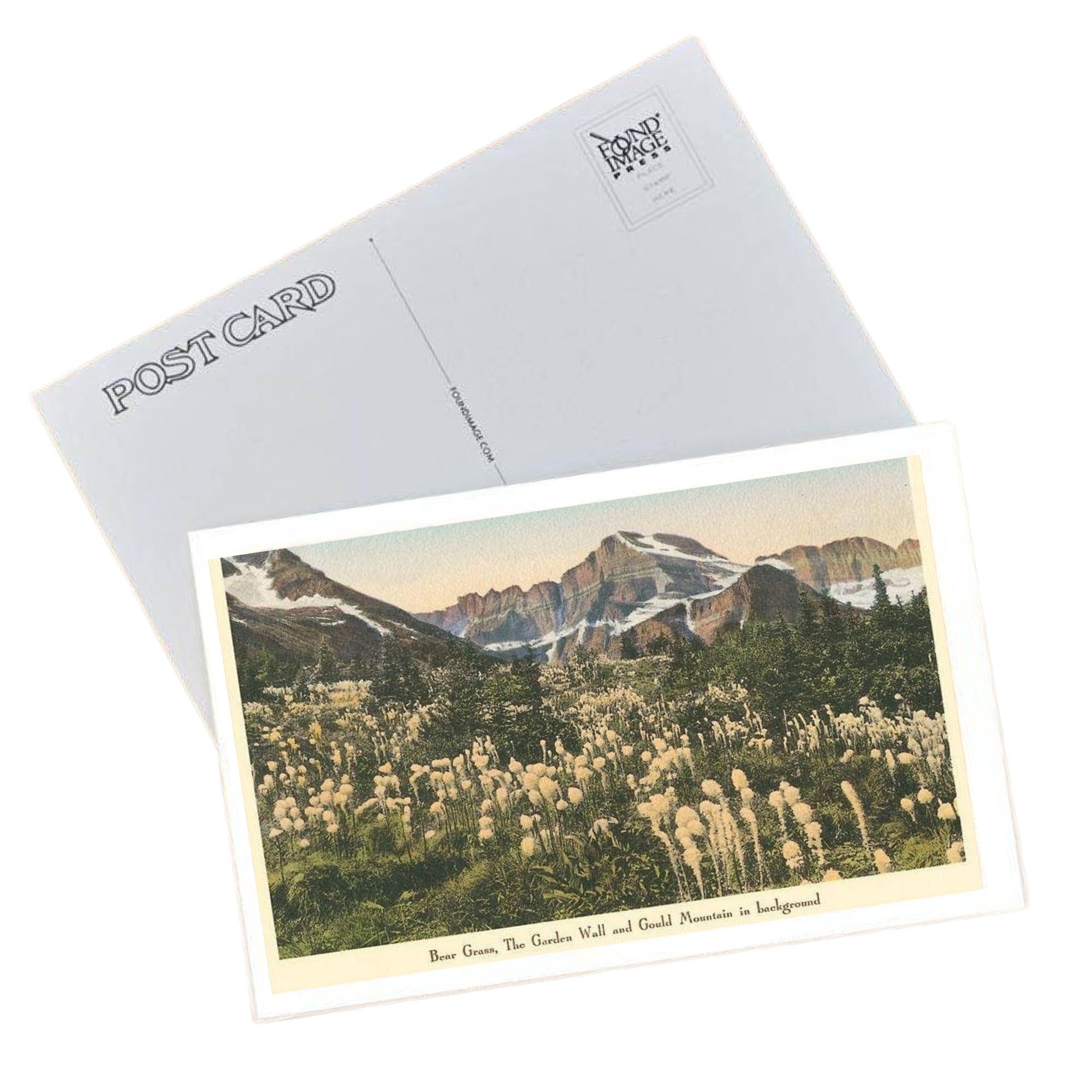 Bear Grass - Glacier Park Postcard Postcard Found Image Press