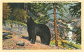 Black Bear - Montana Postcard Postcard Found Image Press