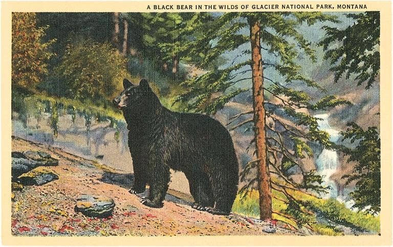 Black Bear - Montana Postcard Postcard Found Image Press