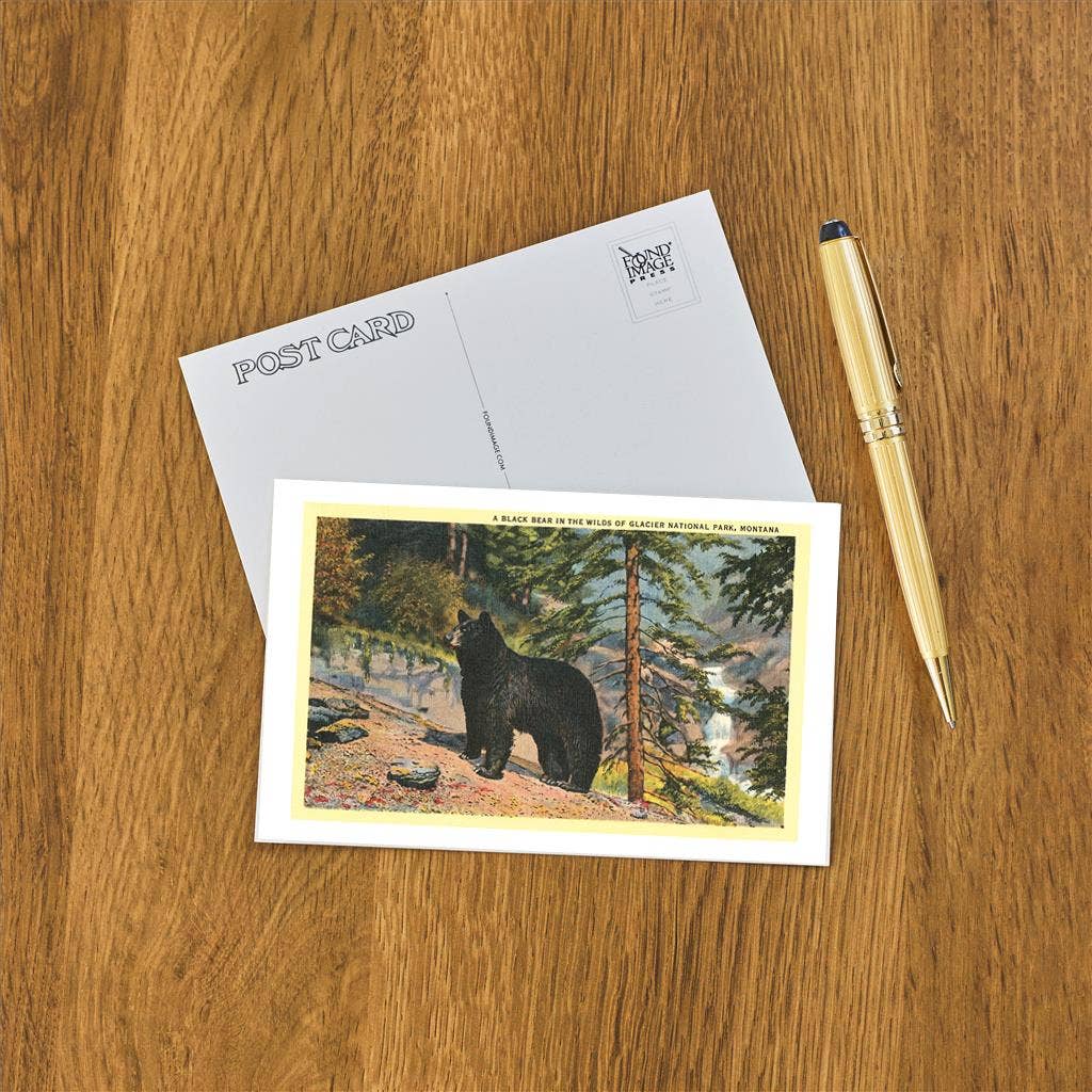 Black Bear - Montana Postcard Postcard Found Image Press