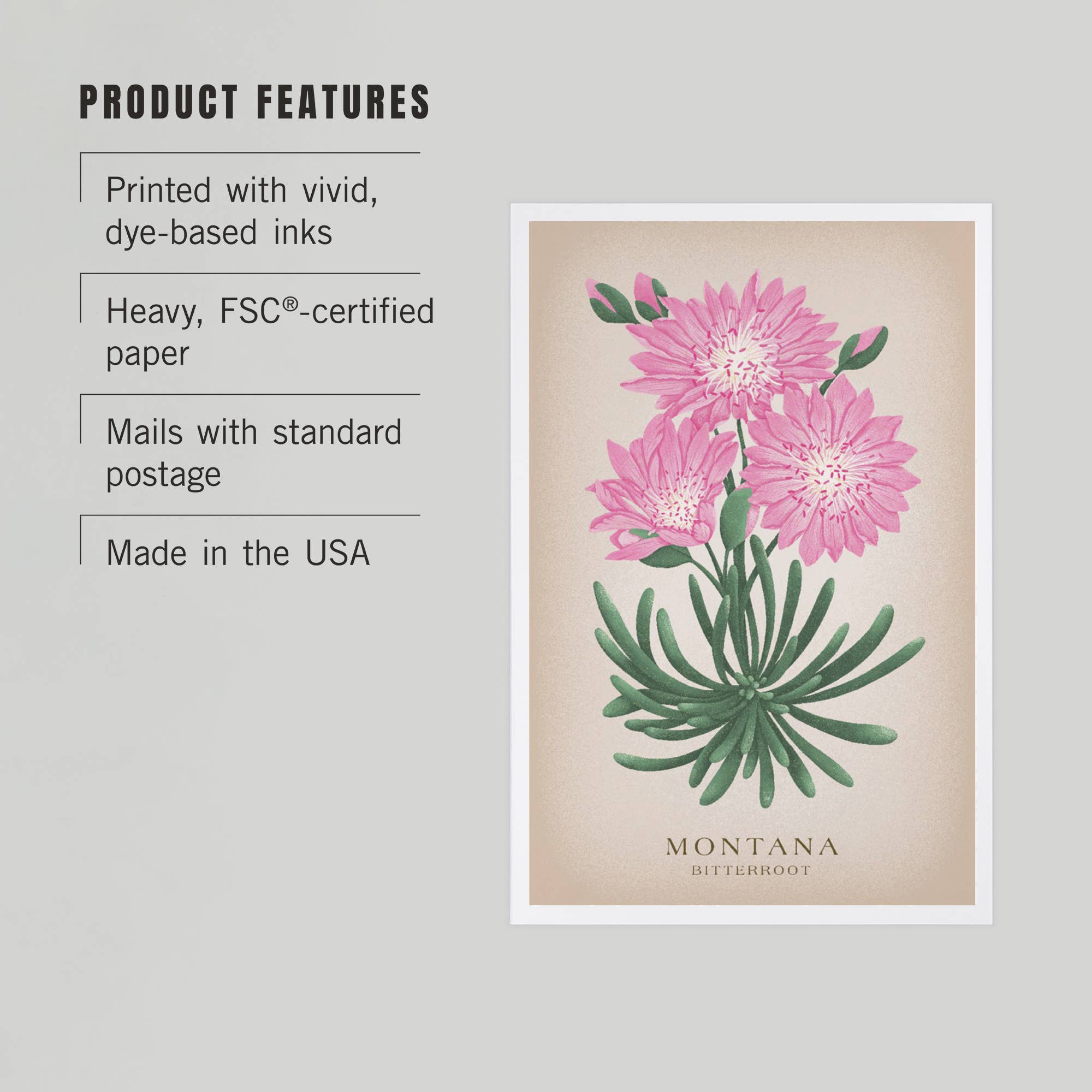 Bitteroot Flower - Montana Postcard