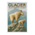 Mountain Goat - Glacier Park Postcard