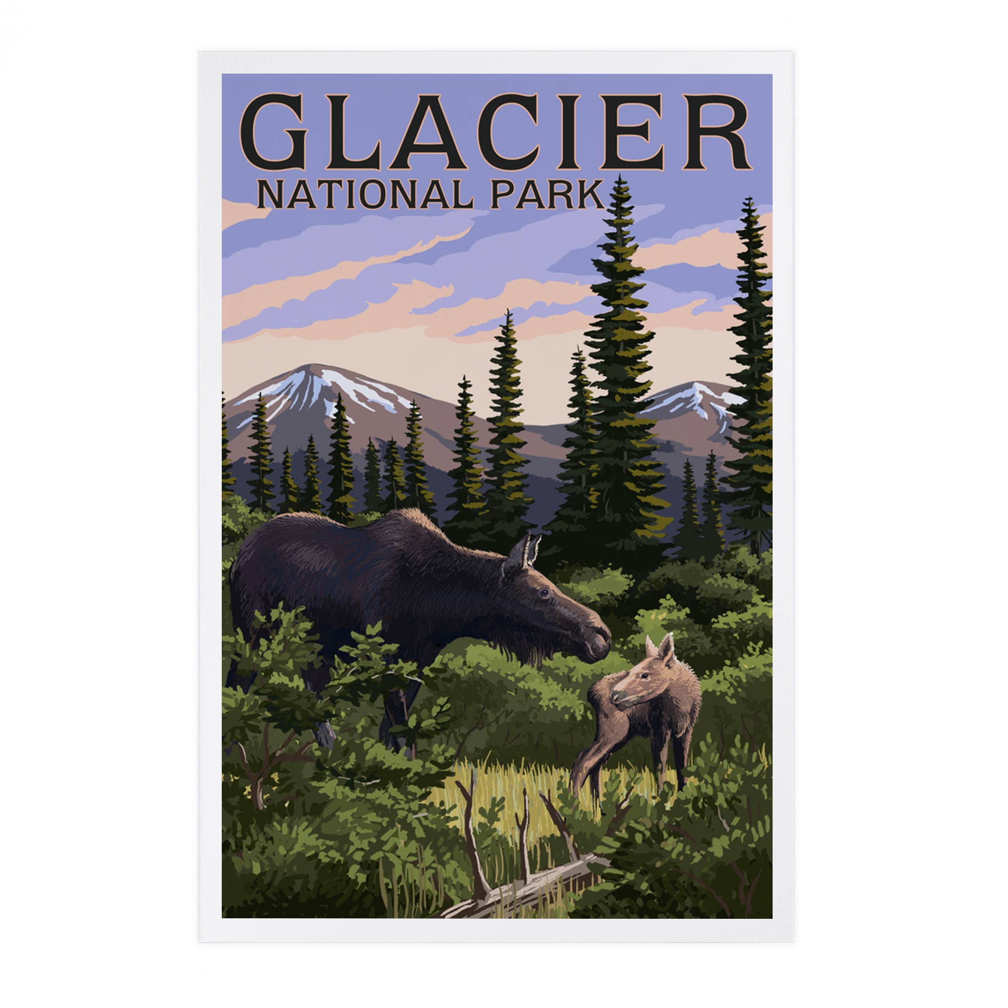 Montana Moose - Glacier Park Postcard