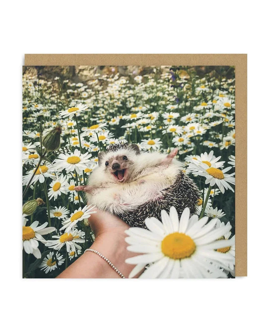 Hedgehog in Daisies - Square Greeting Card